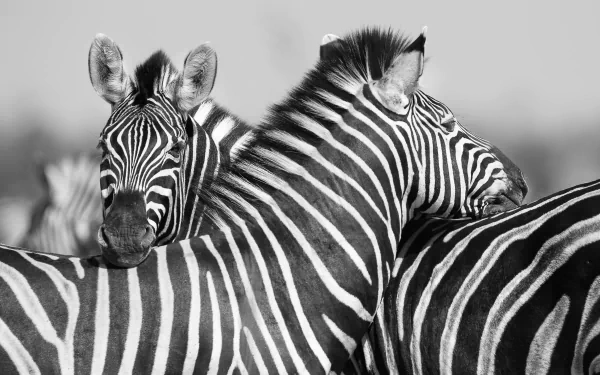 Animal zebra HD Desktop Wallpaper | Background Image