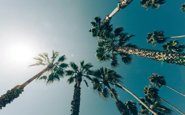 nature palm tree HD Desktop Wallpaper | Background Image