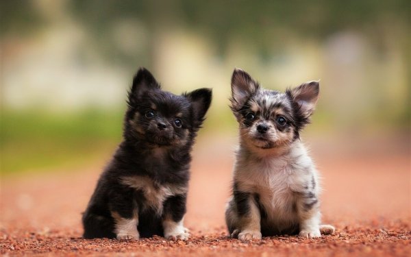 Animal Chihuahua Dogs Dog Puppy Cute Baby Animal HD Wallpaper | Background Image