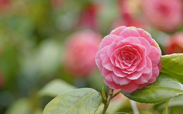 macro pink flower flower nature camellia HD Desktop Wallpaper | Background Image