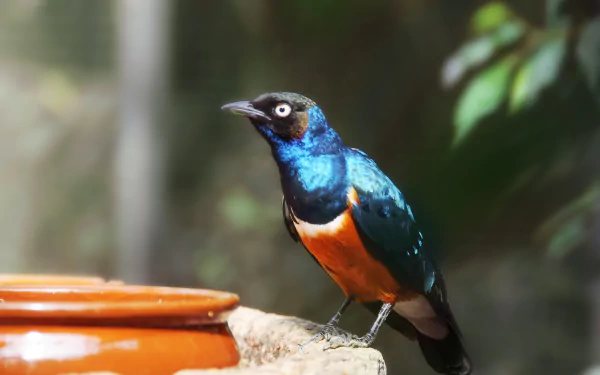 Animal starling HD Desktop Wallpaper | Background Image