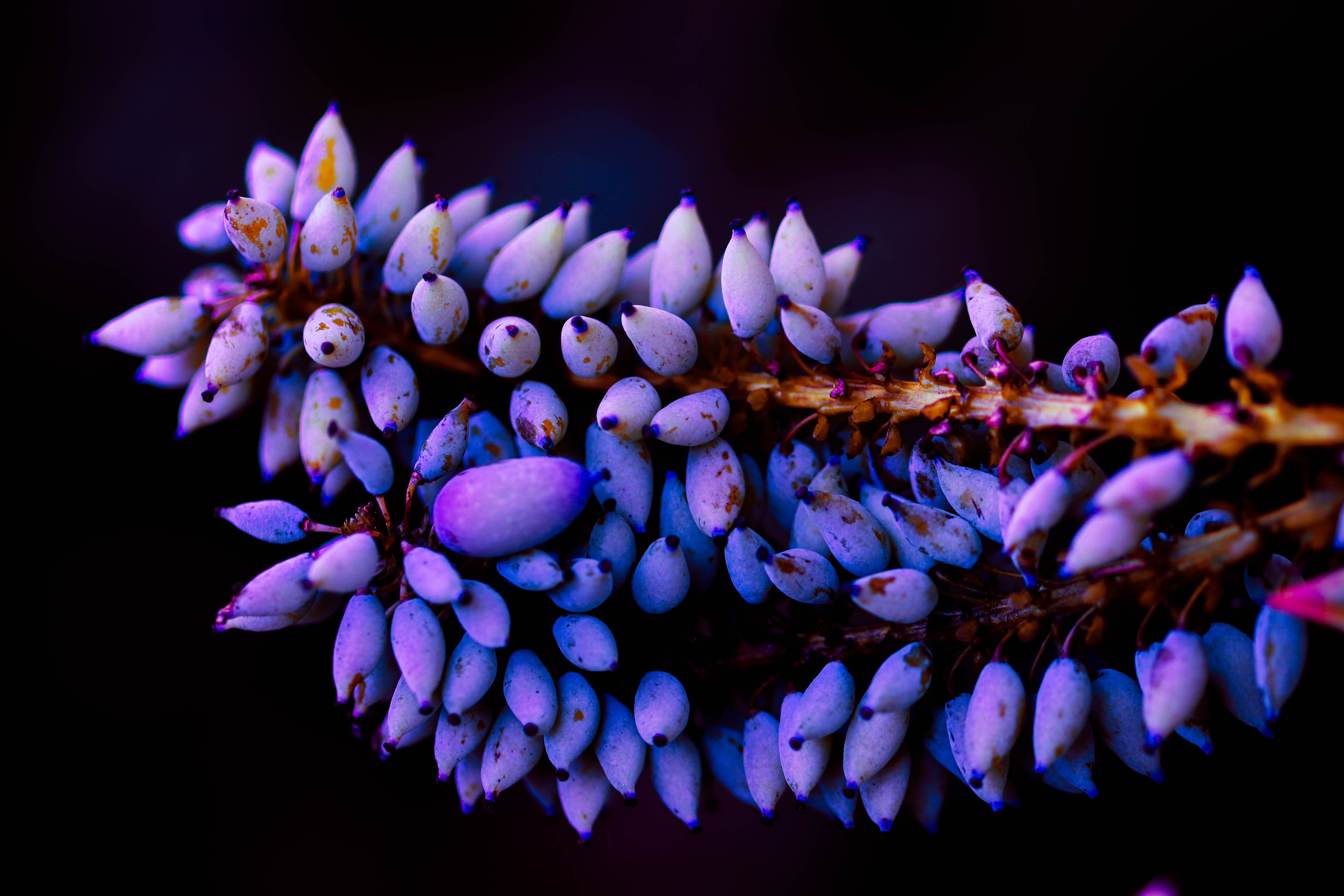 Plant 4k Ultra HD Wallpaper