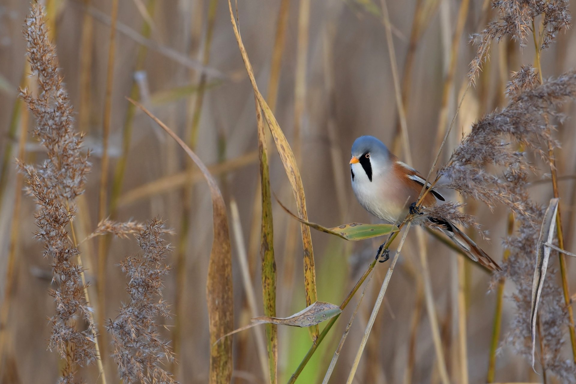 HD PC desktop wallpaper: a bearded reedling passerine bird perched among golden reed stems, detailed animal portrait in its marsh habitat.