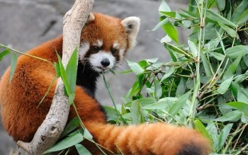 240 Red Panda Hd Wallpapers Background Images