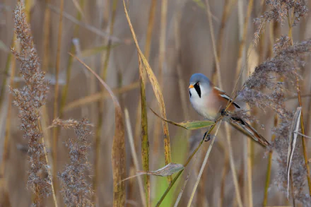 HD PC desktop wallpaper: a bearded reedling passerine bird perched among golden reed stems, detailed animal portrait in its marsh habitat.