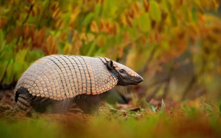 Animal armadillo HD Desktop Wallpaper | Background Image