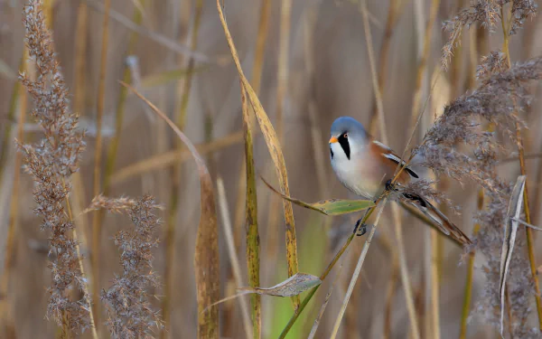 HD PC desktop wallpaper: a bearded reedling passerine bird perched among golden reed stems, detailed animal portrait in its marsh habitat.