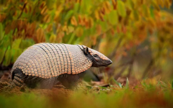 Animal armadillo HD Desktop Wallpaper | Background Image