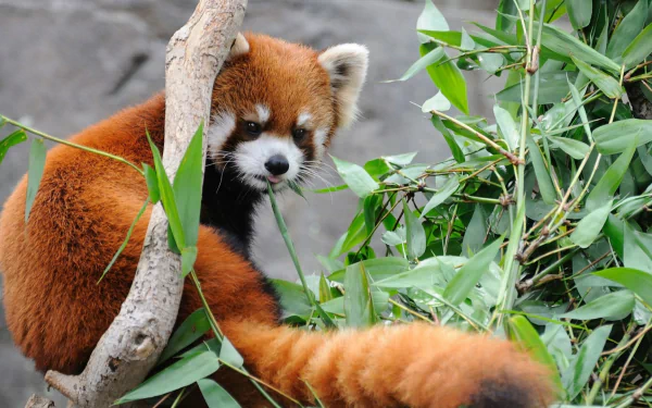 HD desktop wallpaper featuring a red panda sitting among lush green bamboo leaves, with a branch in the foreground. The red panda's striking reddish fur and striped tail add a vibrant touch to the background.
