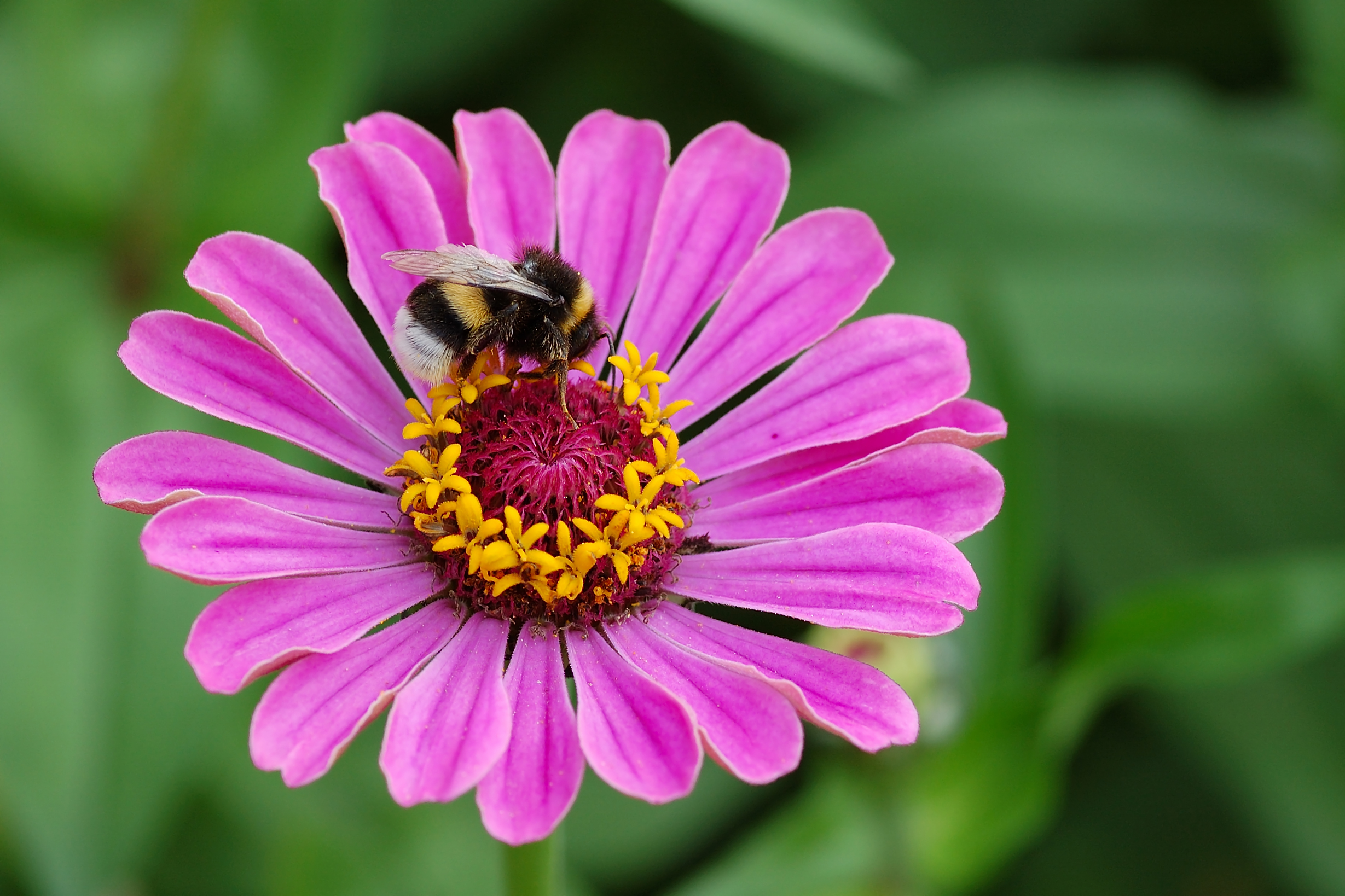 Animal Bumblebee HD Wallpaper | Background Image