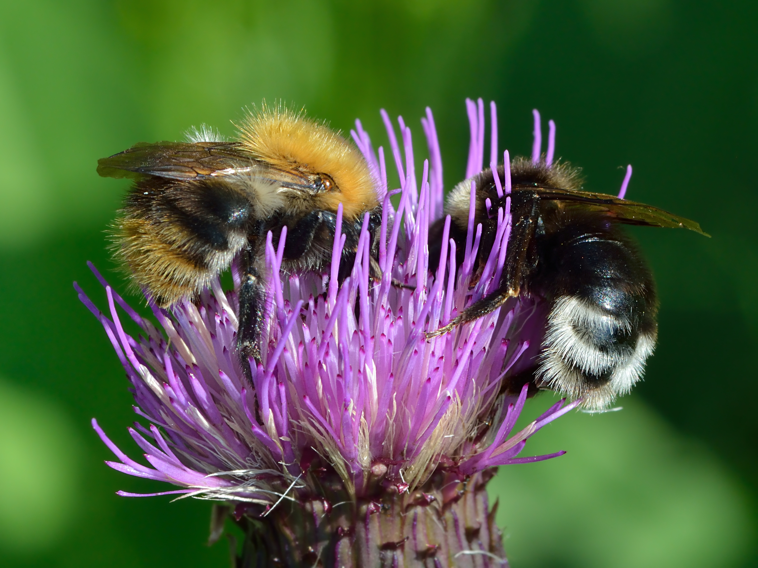 Common Carder Bee and Gypsy Cuckoo Bumblebee by Ivar Leidus