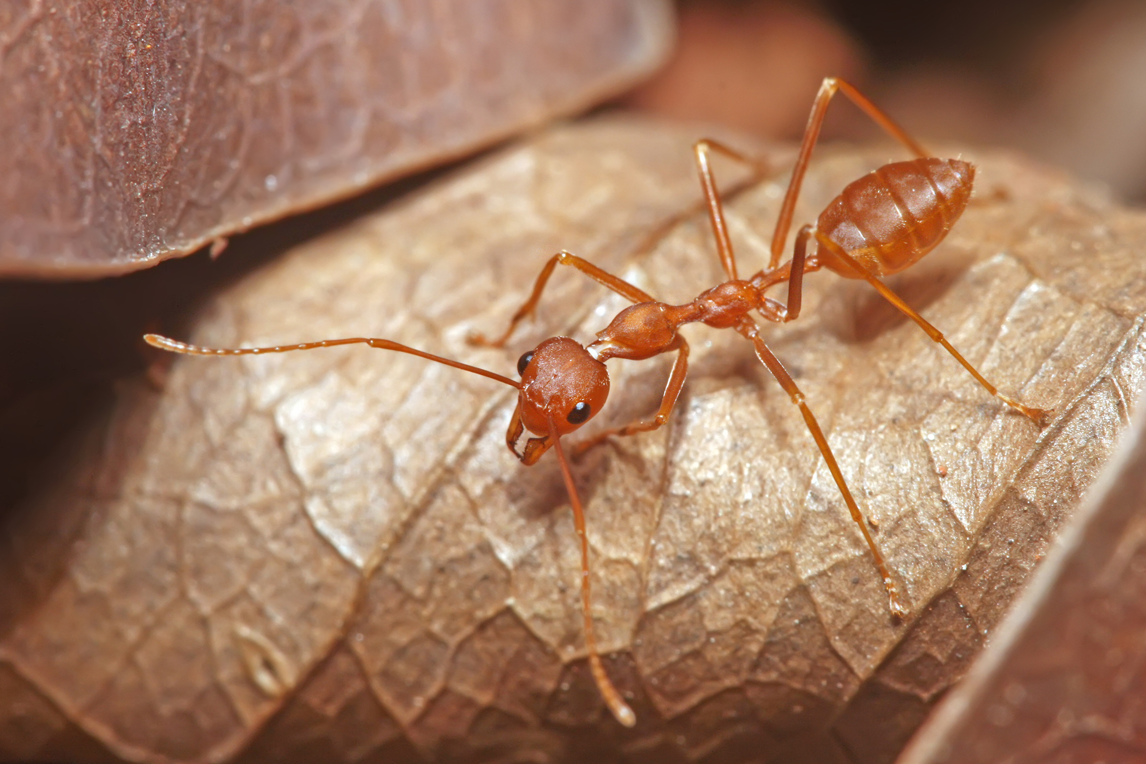 Weaver Ant by Muhammad Mahdi Karim