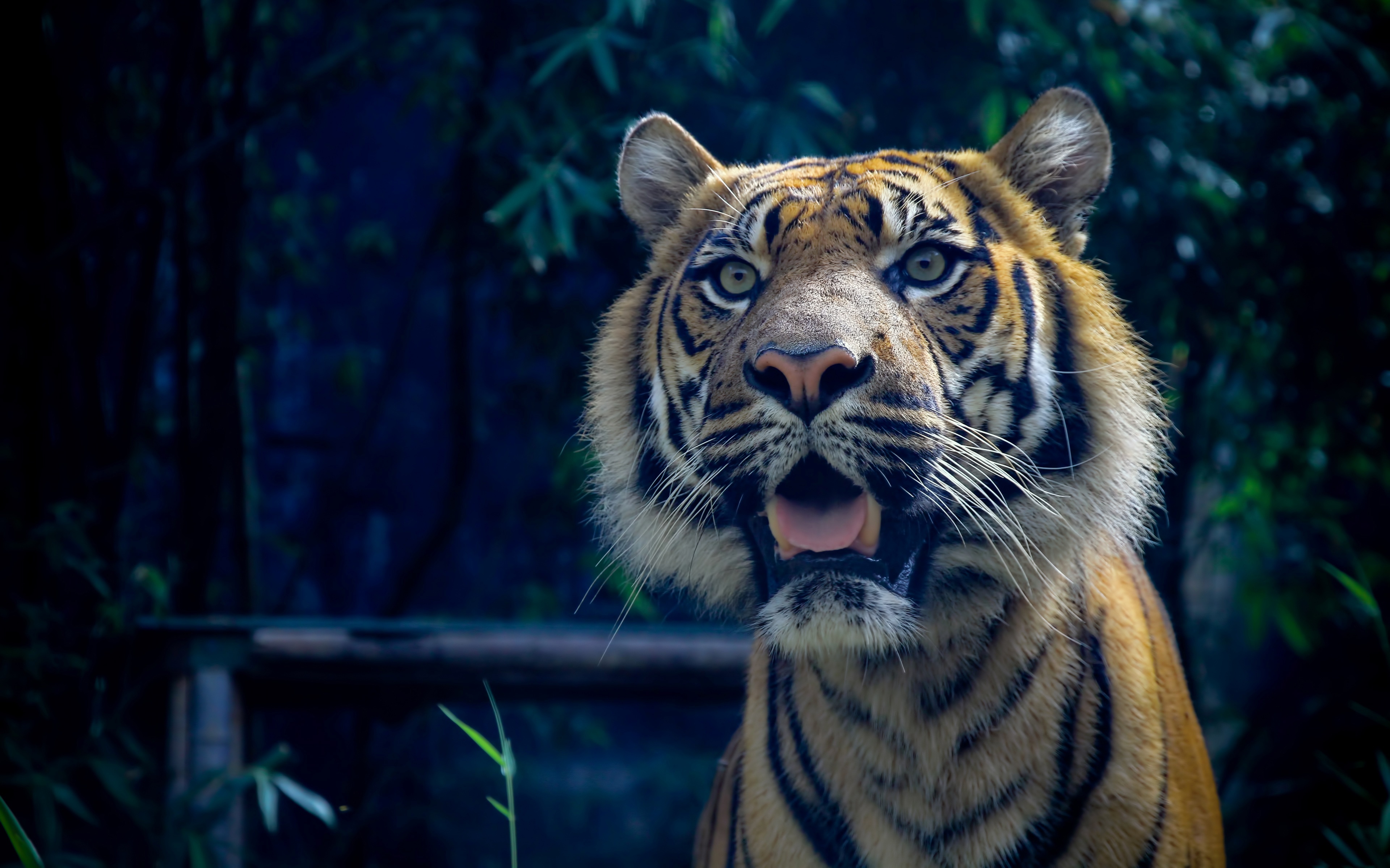 Обои тигры на рабочий. Суматранский тигр. Тигр морда. Синий тигр.