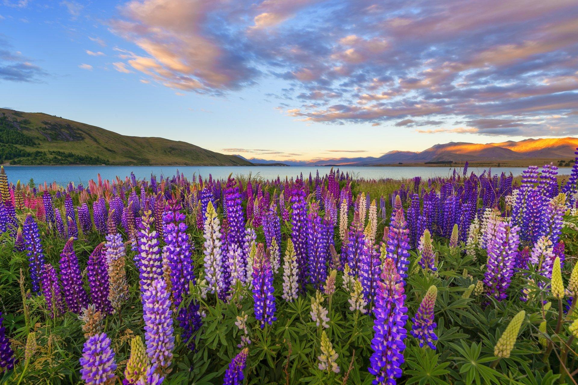 Download Landscape Lake Purple Flower Flower Nature Lupine 4k Ultra HD 