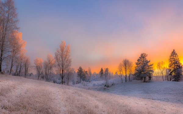 Earth Winter Snow Tree Sunset HD Wallpaper | Background Image