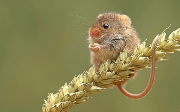 Animal Mouse Rodent HD Wallpaper | Background Image
