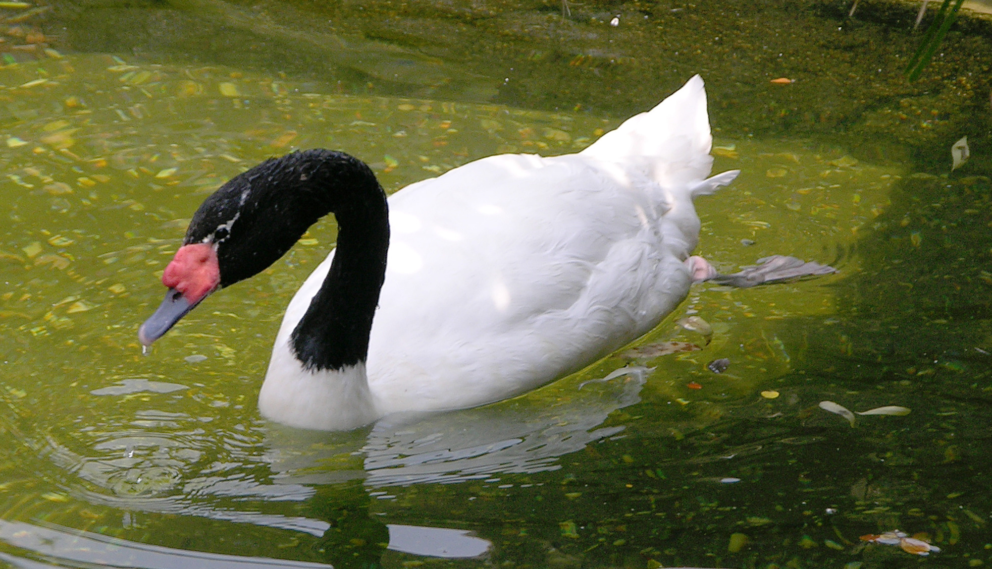 Black-necked Swan by Derek Ramsey