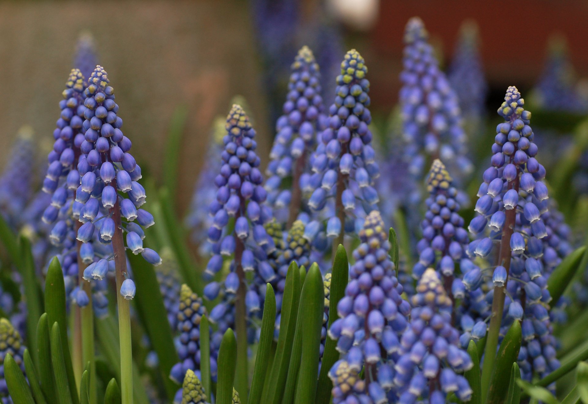 how tall does a armenian grape hyacinth flower grow