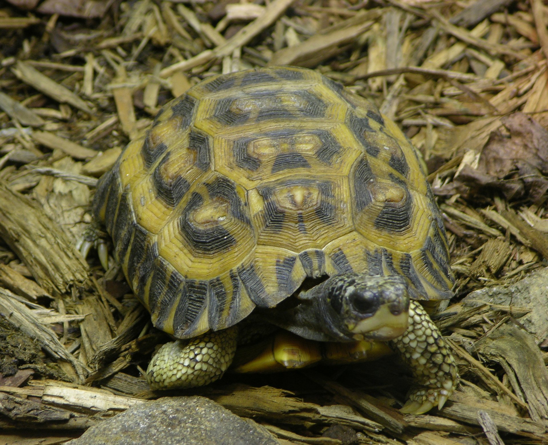 Download Reptile Flat-tailed Tortoise Animal Tortoise HD Wallpaper by ...