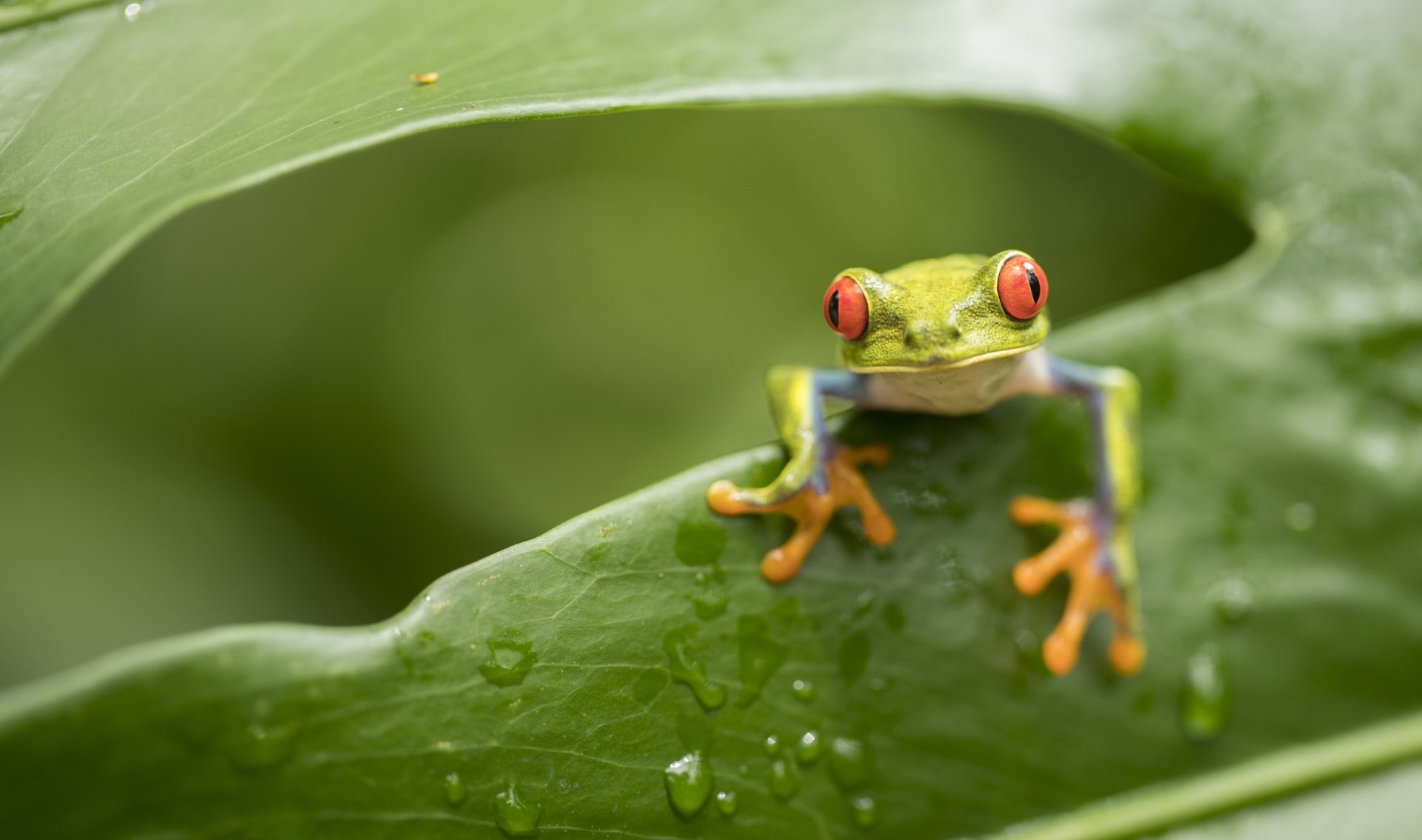 Download Green Frog Amphibian Red-eyed Tree Frog Animal Red Eyed Tree ...