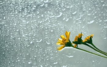 100 雨滴高清壁纸 桌面背景