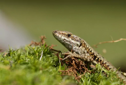 reptile Animal lizard HD Desktop Wallpaper | Background Image