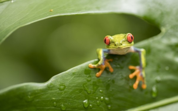 Animal Red Eyed Tree Frog Frogs Red-Eyed Tree Frog Amphibian Frog Green HD Wallpaper | Background Image