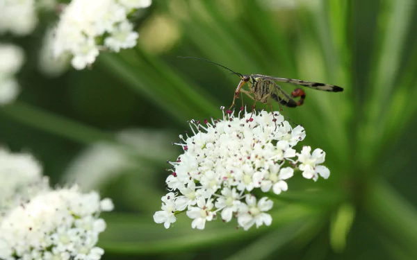  Mecoptera - Scorpionfly by Jean-Michel SACHOT