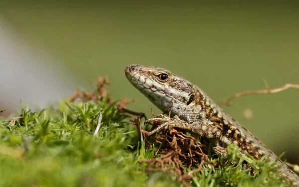 reptile Animal lizard HD Desktop Wallpaper | Background Image