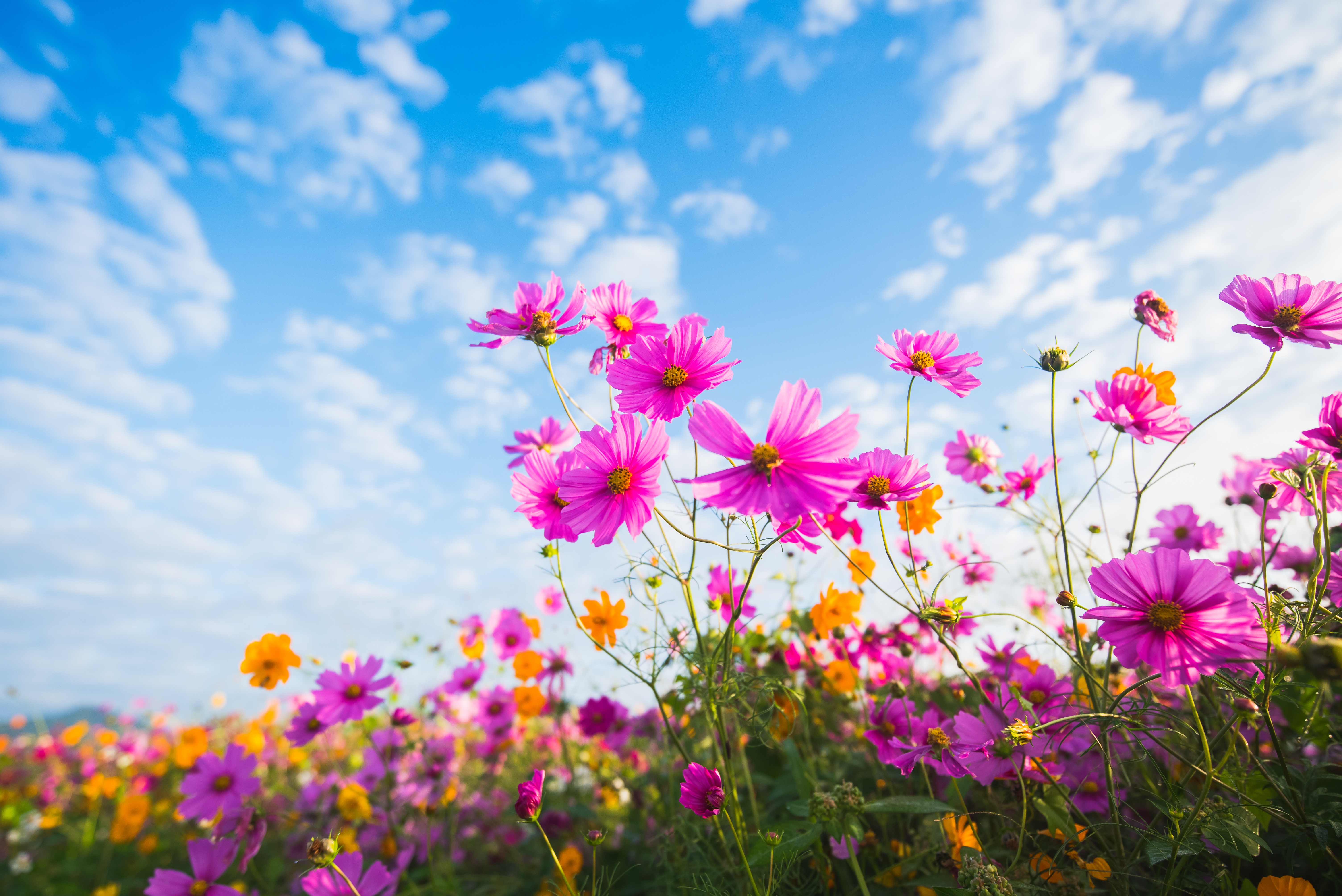 Download Close-up Summer Pink Flower Flower Nature Cosmos 4k Ultra HD ...