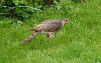13 Peregrine Falcon HD Wallpapers | Background Images - Wallpaper Abyss