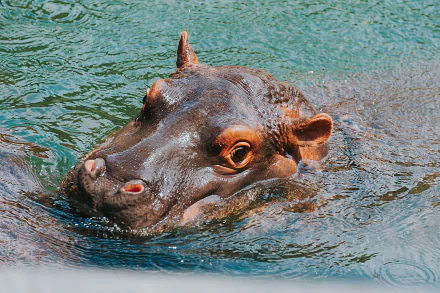 Close-up of a hippo partially submerged in water, captured in vivid detail for a 4K Ultra HD PC desktop wallpaper and background.