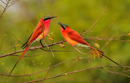 Two Southern Carmine Bee-eaters perched on thin branches against soft green bokeh — vivid HD desktop wallpaper of bright red birds and delicate twigs.