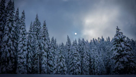 4K Ultra HD wallpaper of a snowy pine and fir forest at dusk under a glowing moon, capturing the serene beauty of winter twilight in nature.
