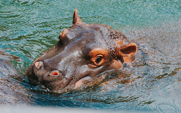 Close-up of a hippo partially submerged in water, captured in vivid detail for a 4K Ultra HD PC desktop wallpaper and background.