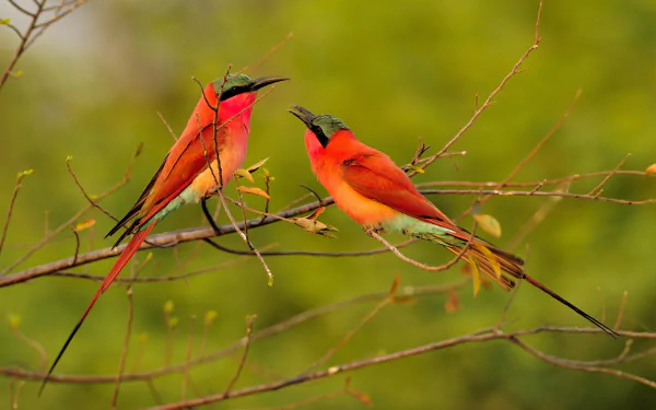 Two Southern Carmine Bee-eaters perched on thin branches against soft green bokeh — vivid HD desktop wallpaper of bright red birds and delicate twigs.