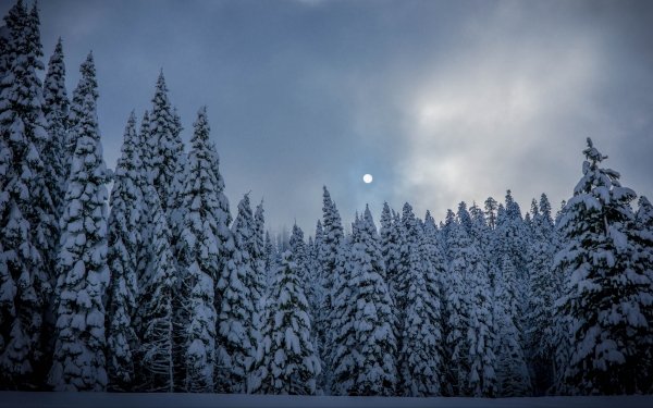 Nature Winter Tree Twilight Moon Snow Pine Fir Forest Dusk HD Wallpaper | Background Image