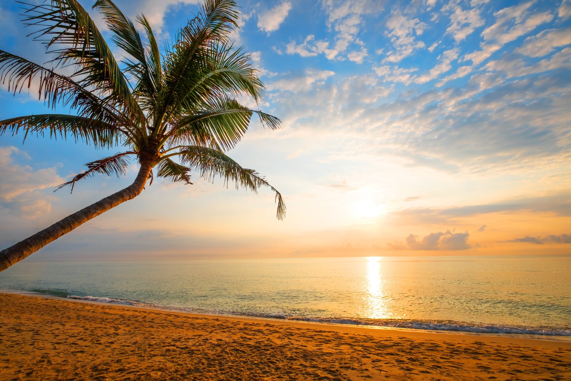 Download Palm Tree Tropical Sky Horizon Nature Ocean Tree 4k Ultra HD ...