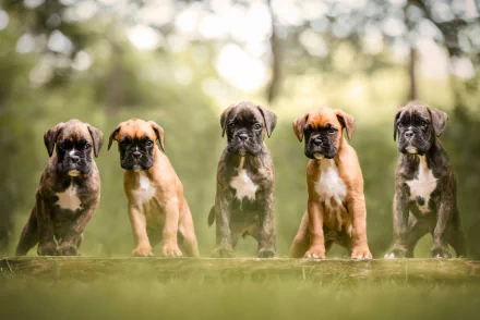 HD desktop wallpaper featuring five adorable Boxer puppies standing in a row outdoors, showcasing their playful and curious nature in a natural setting.