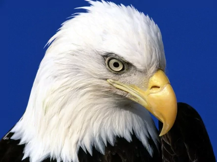 HD desktop wallpaper featuring a majestic bald eagle with a focused gaze. The eagle's white feathers and sharp yellow beak are prominent against a clear blue background.