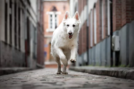 depth of field dog Animal berger blanc suisse HD Desktop Wallpaper | Background Image
