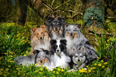 Group of six dogs — Shetland Sheepdogs and an Alaskan Klee Kai — sitting amid yellow wildflowers in a sunlit forest clearing. 2K Quad HD PC desktop wallpaper.