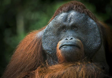 Animal Orangutan HD Desktop Wallpaper | Background Image