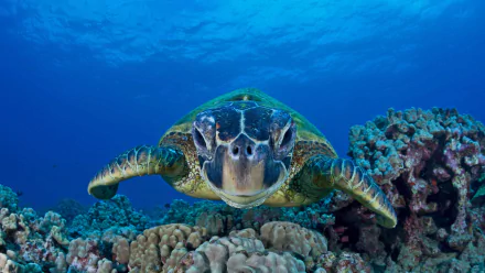 HD underwater desktop wallpaper featuring a sea turtle swimming above colorful coral in vibrant blue ocean waters, showcasing marine life in its natural habitat.