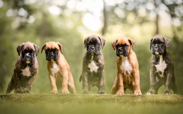 HD desktop wallpaper featuring five adorable Boxer puppies standing in a row outdoors, showcasing their playful and curious nature in a natural setting.