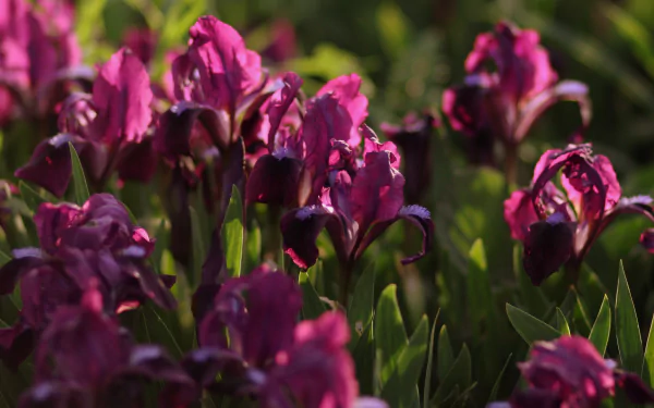 close-up pink flower flower nature iris HD Desktop Wallpaper | Background Image