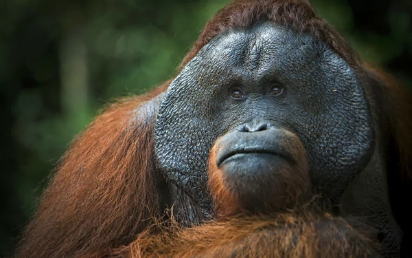 Animal Orangutan HD Desktop Wallpaper | Background Image