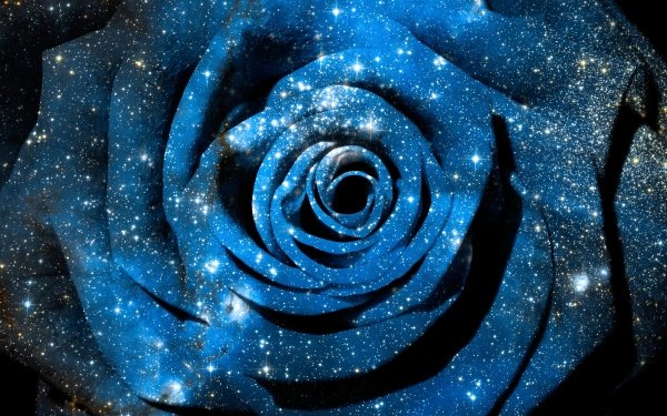 Artistic Flower Flowers Space Rose Stars Blue HD Wallpaper | Background Image