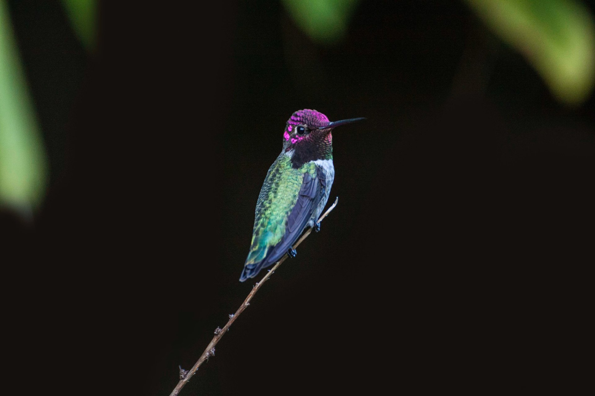 Download Bird Animal Hummingbird HD Wallpaper | 2000x1333 | Wallpaper Abyss