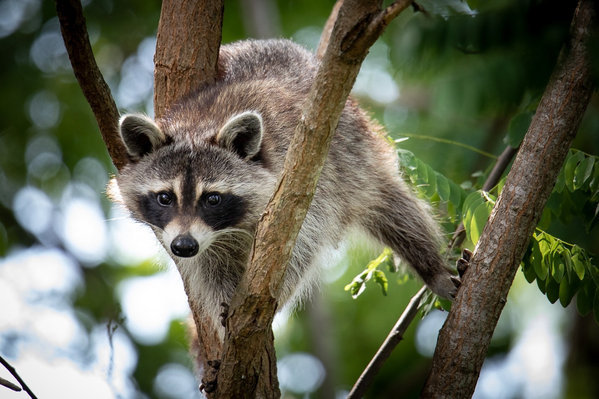 Raccoon HD Wallpaper